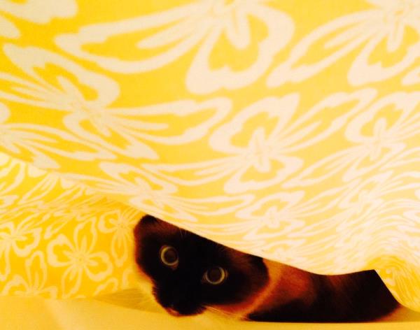 /Images/uploads/Humane Society of Utah/HSUCalendar/entries/1618thumb.jpg